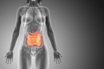 Silueta femenina con intestino delgado visible, ilustración digital
. - foto de stock