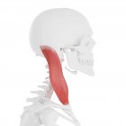 Menschliches Skelett mit detailliertem roten Sternocleidomastoid-Muskel, digitale Illustration. — Stockfoto
