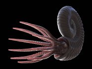 Ancient ammonite animal on black background, computer illustration. — Stock Photo