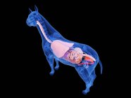 Anatomía del caballo con órganos internos visibles, ilustración por ordenador
. - foto de stock