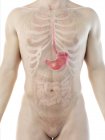 Анатомія шлунка в абстрактному чоловічому тілі, комп'ютерна ілюстрація . — стокове фото