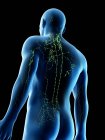 Modelo masculino anatômico mostrando sistema linfático, ilustração digital . — Fotografia de Stock