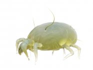 Parasitic dust mite on white background, digital illustration. — Stock Photo