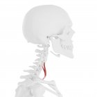 Скелет людини з червоним кольором, передня м'яз, цифрова ілюстрація. — стокове фото