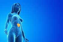 Silueta de cuerpo femenino transparente con bazo de color amarillo, ilustración digital . - foto de stock