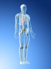 Cuerpo masculino anatómico mostrando esqueleto y sistema linfático, ilustración digital
. - foto de stock