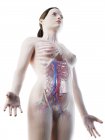Сосудистая система женской верхней части тела, компьютерная иллюстрация . — стоковое фото