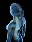 Weibliches Nervensystem in abstrakter Körpersilhouette, Computerillustration. — Stockfoto