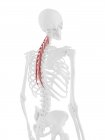 Scheletro umano con muscolo rosso Semispinalis thoracis, illustrazione digitale . — Foto stock