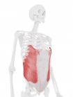 Человеческий скелет с подробным красным внешним косой мышцей, цифровая иллюстрация . — стоковое фото