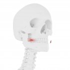 Esqueleto humano con músculo Risorio de color rojo, ilustración digital . - foto de stock