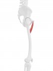 Parte do esqueleto humano com músculo vermelho detalhado da breva do adutor, ilustração digital . — Fotografia de Stock