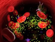 Las bacterias en medio de las células sanguíneas en los vasos sanguíneos, ilustración digital . - foto de stock