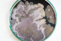 Мікробні колонії на тарілці Петрі, комп'ютерна ілюстрація — стокове фото