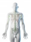 Corpo masculino abstrato com esqueleto visível e sistema linfático, ilustração computacional . — Fotografia de Stock