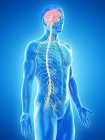 Мужская анатомия, показывающая мозг и нервную систему, компьютерная иллюстрация . — стоковое фото