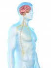 Anatomie masculine montrant le cerveau et le système nerveux, illustration par ordinateur . — Photo de stock