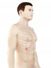 Anatomía del páncreas masculino, ilustración por computadora . - foto de stock