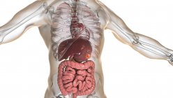 Cáncer de estómago humano, ilustración por computadora . - foto de stock