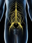 Pelvic nerves in abstract male silhouette, computer illustration. — Stock Photo