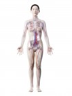 Weibliche Anatomie mit Gefäßsystem, digitale Illustration. — Stockfoto