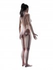 Silueta de cuerpo femenino con esqueleto visible, ilustración digital . - foto de stock
