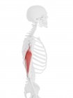 Модель скелета человека с детальной мышцей трицепса, компьютерная иллюстрация . — стоковое фото