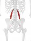 Human skeleton with red colored Psoas minor muscle, digital illustration. — Stock Photo