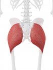 Esqueleto humano com músculo glúteo máximo vermelho detalhado, ilustração digital . — Fotografia de Stock
