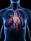 Жіноче серце і судинна система, цифрова ілюстрація . — стокове фото