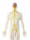 Système nerveux masculin dans la silhouette du corps, illustration d'ordinateur
. — Photo de stock