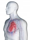 Cardiovascular system in male body, computer illustration. — Stock Photo
