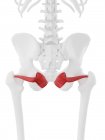 Menschliches Skelett mit rotgefärbtem Obturator internus Muskel, digitale Illustration. — Stockfoto