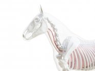 Кінь анатомія і скелет системи верхнього тіла, комп'ютерна ілюстрація . — стокове фото