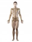 Видимый скелет в мужском силуэте тела, компьютерная иллюстрация
. — стоковое фото