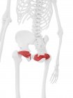 Gemelli muscolari nelle ossa dell'anca umana, illustrazione al computer . — Foto stock