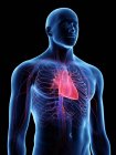 Силует чоловічого тіла, що показує анатомію серця, комп'ютерна ілюстрація . — стокове фото