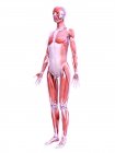 Struttura realistica della muscolatura femminile, illustrazione digitale . — Foto stock