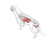 Hundeanatomie mit sichtbaren Organen auf weißem Hintergrund, digitale Illustration. — Stockfoto
