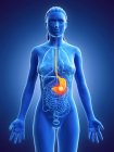 Рак шлунка у жіночому організмі, концептуальна комп'ютерна ілюстрація . — стокове фото