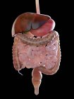 Sistema digestivo umano su sfondo nero, illustrazione digitale . — Foto stock