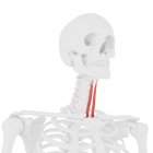 Scheletro umano con muscolo Sternoioide di colore rosso, illustrazione digitale . — Foto stock