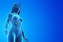 Gallenblase im abstrakten Frauenkörper auf blauem Hintergrund, Computerillustration. — Stockfoto