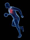 Basketball player anatomy with visible heart, computer illustration. — Stock Photo