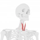 Esqueleto humano con el músculo esternotiroideo de color rojo, ilustración digital . - foto de stock