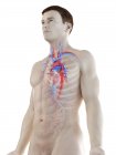 Sistema vascolare nel corpo maschile, illustrazione del computer . — Foto stock