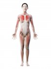 Модель людського тіла показані жіноча Анатомія з м'язовою системою, цифрової ілюстрації 3D візуалізації. — стокове фото
