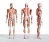 Composite digital illustration of male musculature in front, rear and side view. — Stock Photo