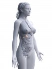 Corpo femminile con ghiandole surrenali visibili, illustrazione digitale . — Foto stock
