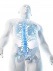 Silueta masculina con huesos visibles de la parte superior del cuerpo, ilustración por ordenador . - foto de stock